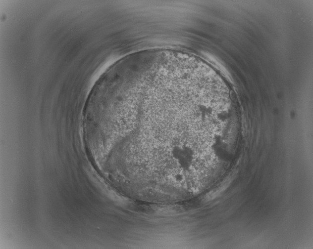 X0000077390899200611101751