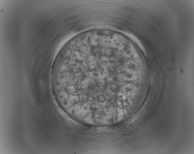 X0000077390903200611101751