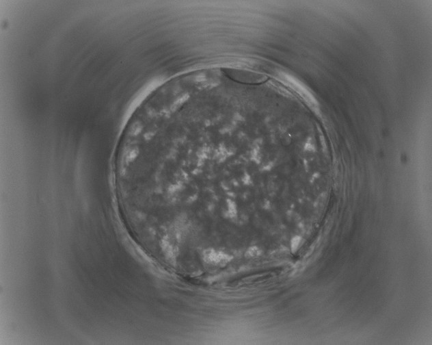 X0000077390907200611101751