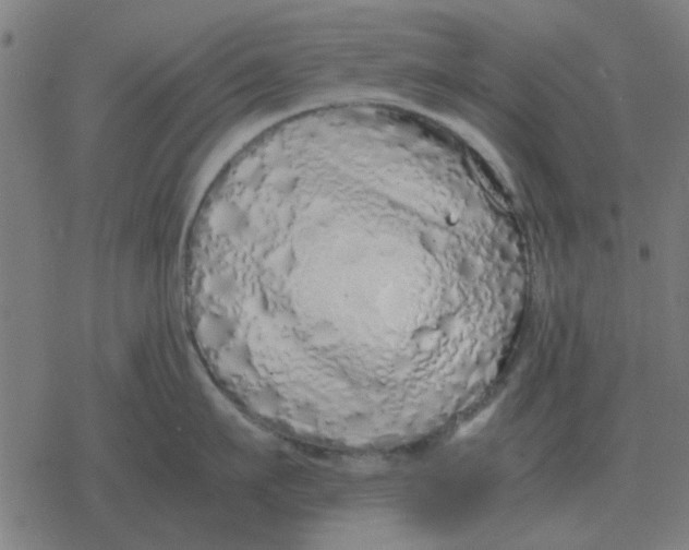 X0000077390911200611101751