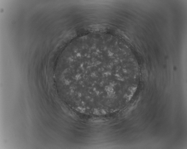 X0000077390913200611101750