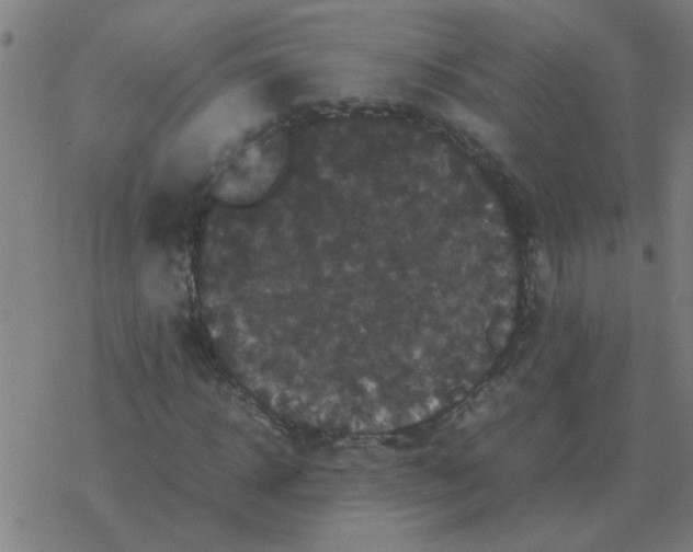 X0000077390918200611101750