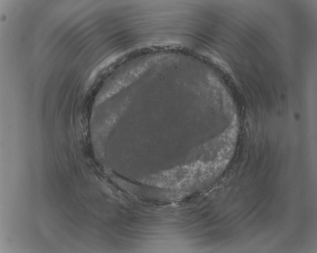 X0000077390920200611101750