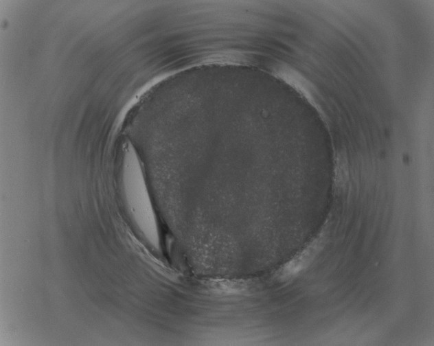 X0000077390923200611101750