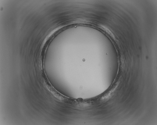 X0000077390931200611101751