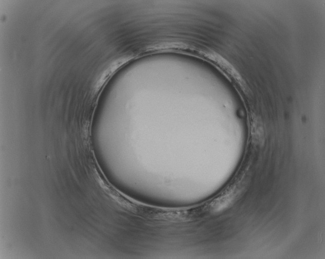 X0000077390937200611101751