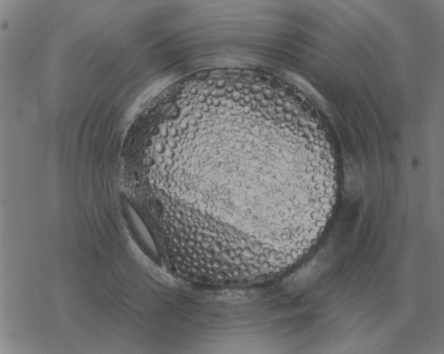 X0000077390938200611101751