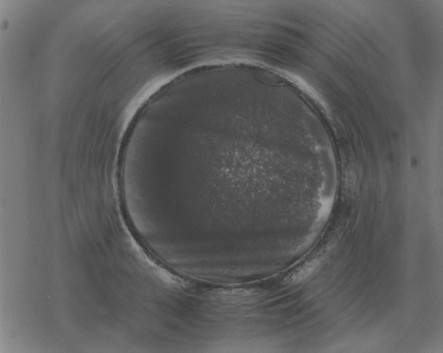 X0000077390943200611101751