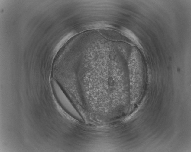 X0000077390946200611101751