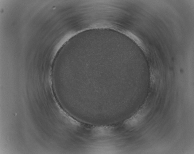 X0000077390950200611101751