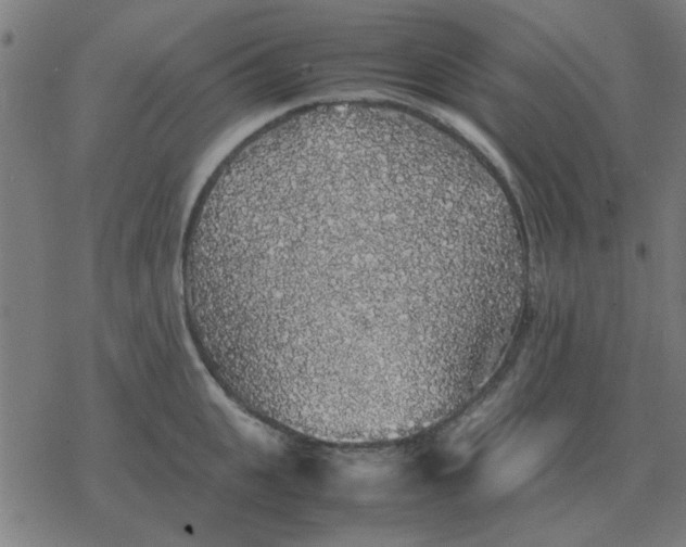 X0000077390951200611101751