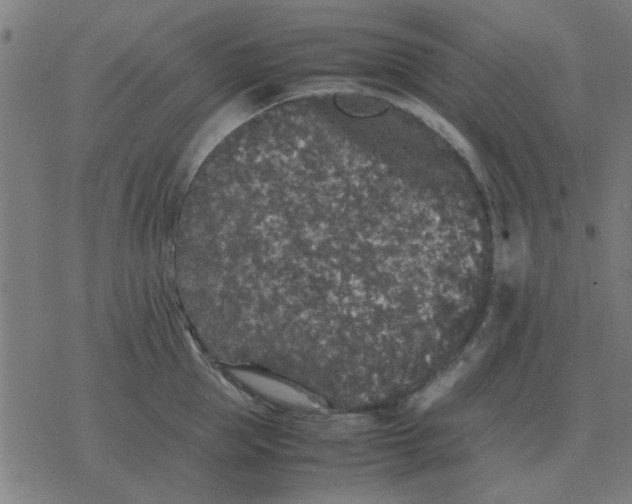 X0000077390953200611101751