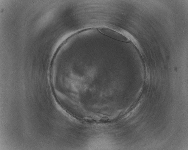 X0000077390958200611101751