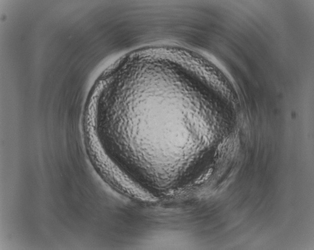 X0000077390959200611101751