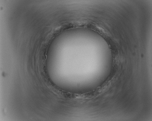 X0000077390961200611101750