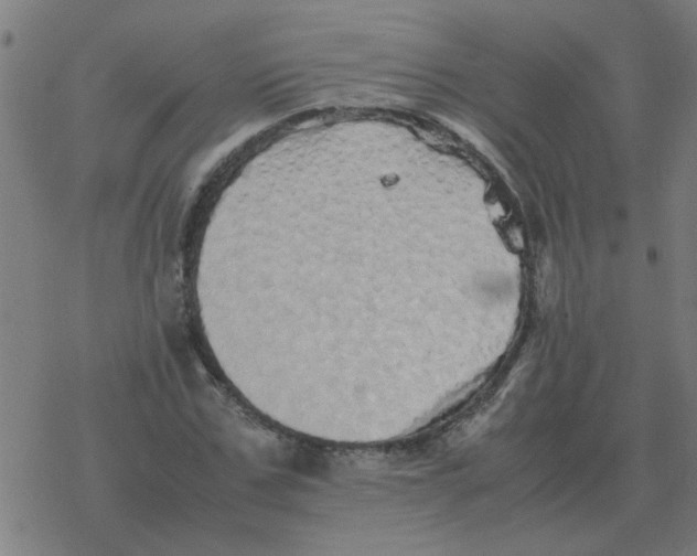 X0000077390971200611101750