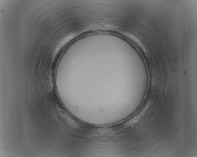 X0000077390974200611101750