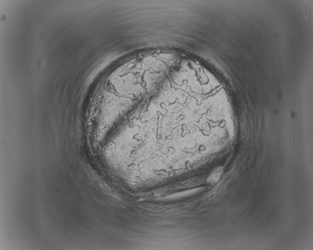 X0000077390975200611101750