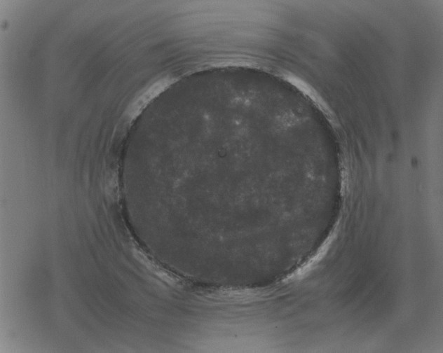 X0000077390977200611101750