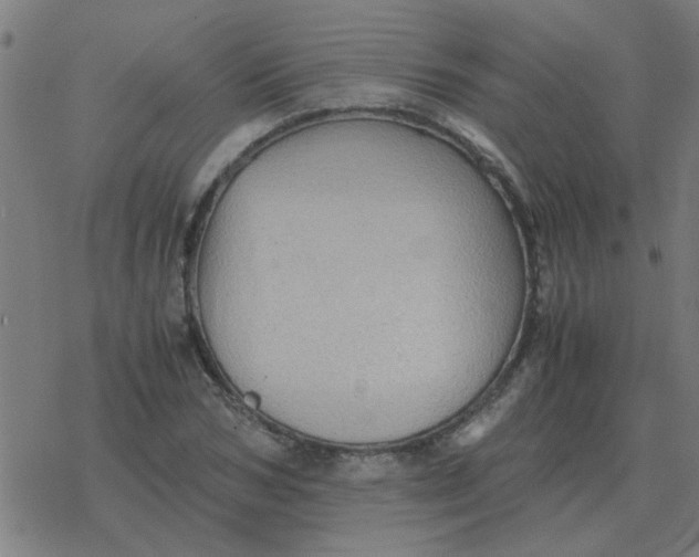 X0000077390978200611101750