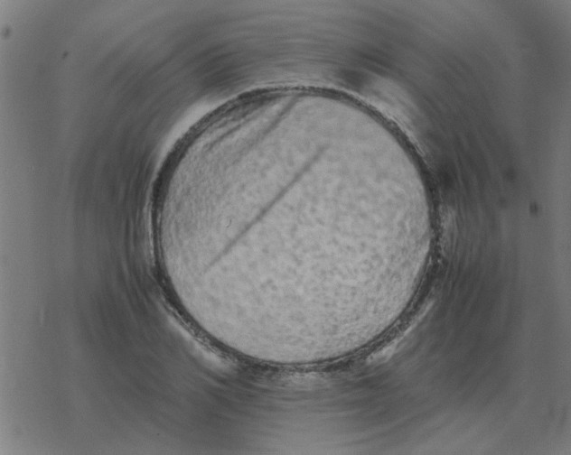 X0000077390982200611101750