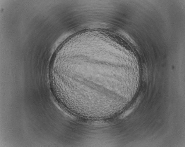 X0000077390986200611101750