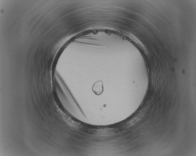 X0000077390988200611101750