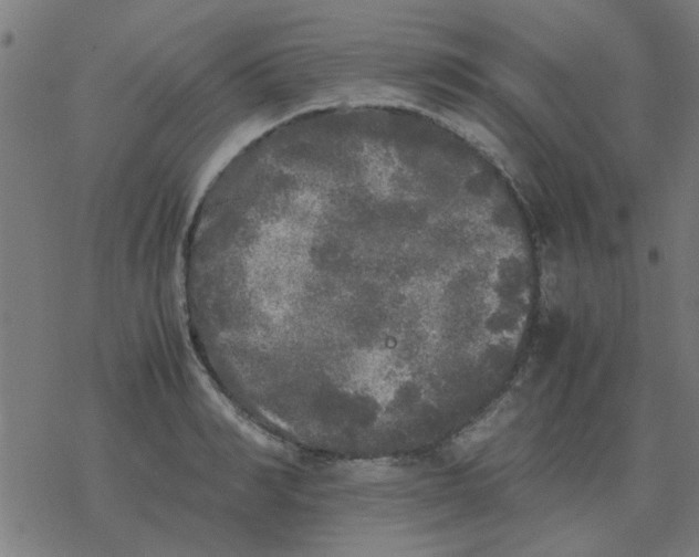 X0000077390990200611101750