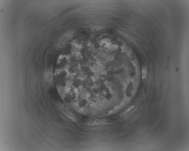 X0000077391011200611101749