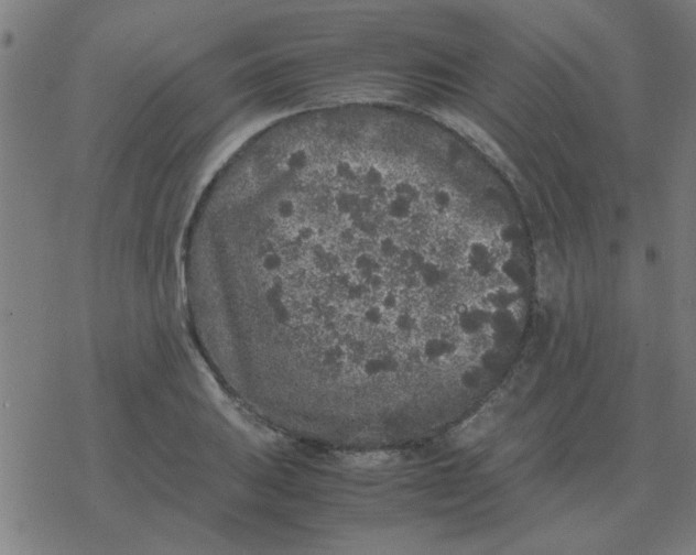 X0000077391031200611101749