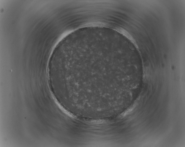 X0000077391037200611101749