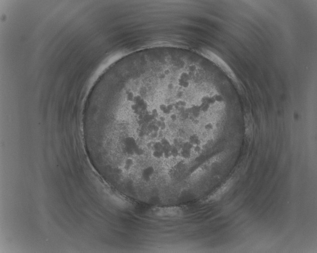 X0000077391043200611101749