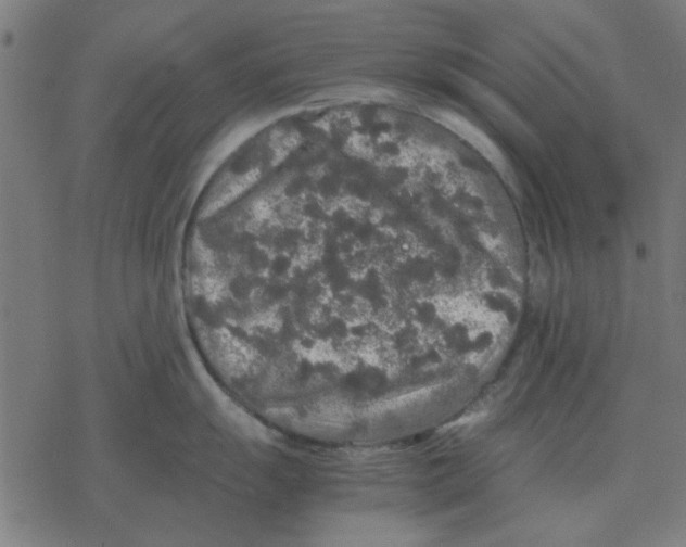 X0000077391055200611101750