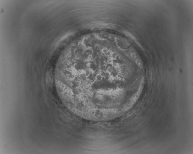 X0000077391063200611101749