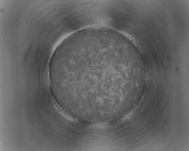 X0000077391078200611101748