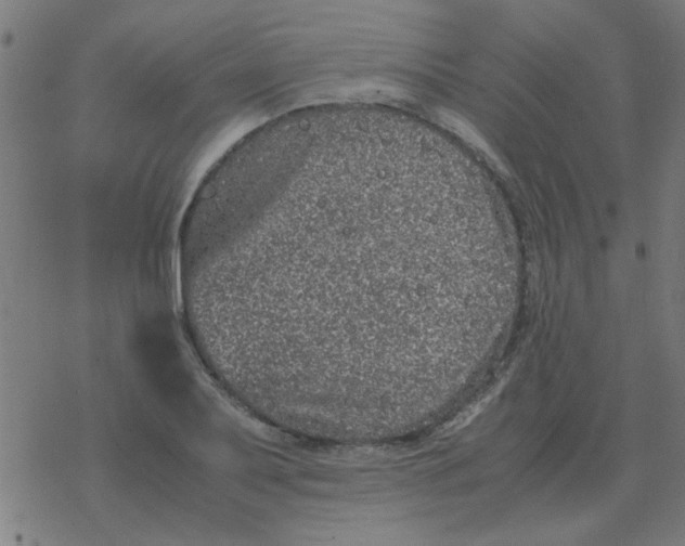 X0000077391079200611101748