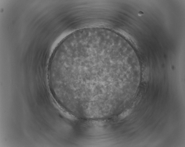 X0000077391086200611101748