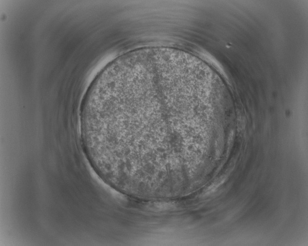 X0000077391095200611101748