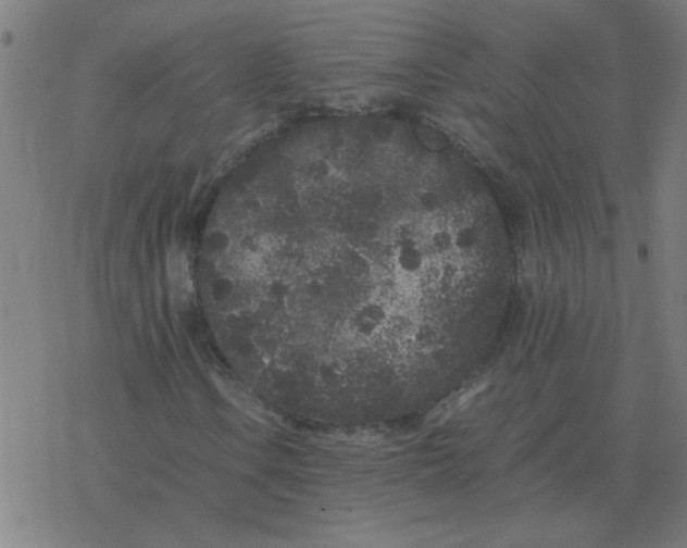 X0000077391106200611101747