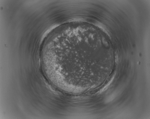 X0000077391117200611101747