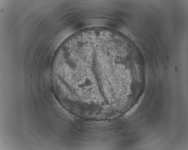 X0000077391121200611101747