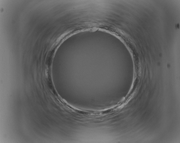 X0000077391161200611101747