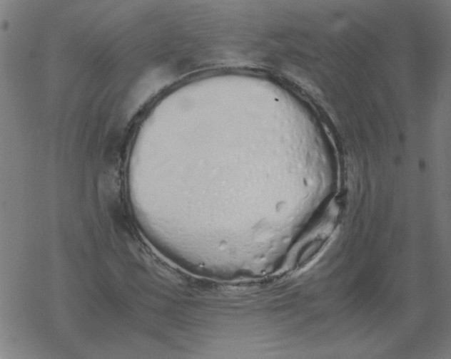 X0000077391163200611101747