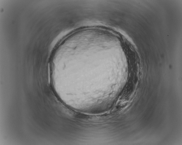 X0000077391175200611101747