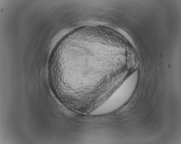 X0000077391183200611101747