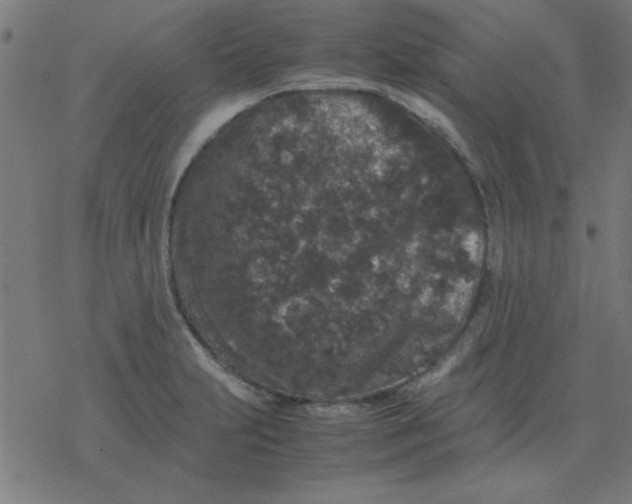 X0000077391231200611101746