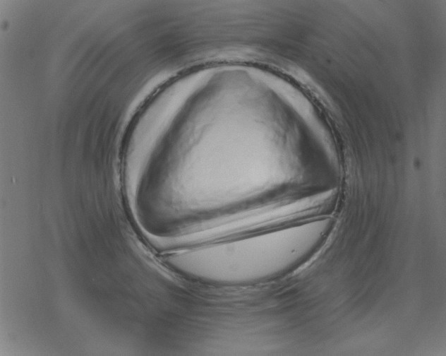 X0000077391232200611101746