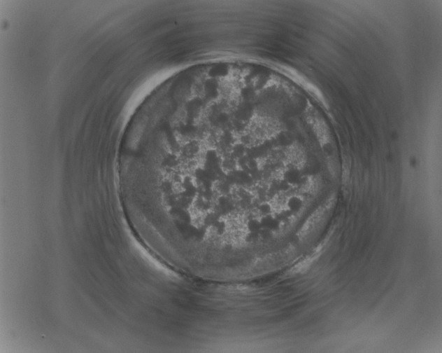 X0000077391239200611101746