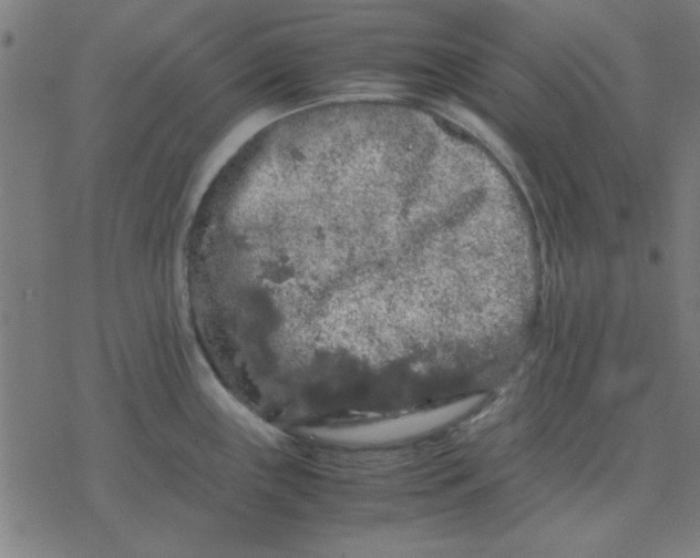 X0000077391243200611101746