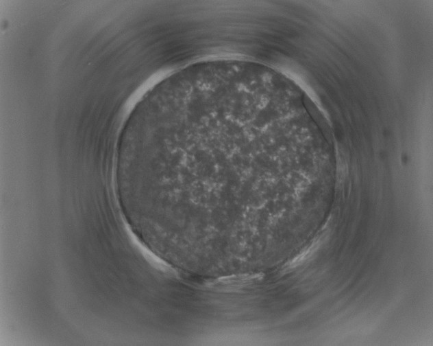 X0000077391245200611101746